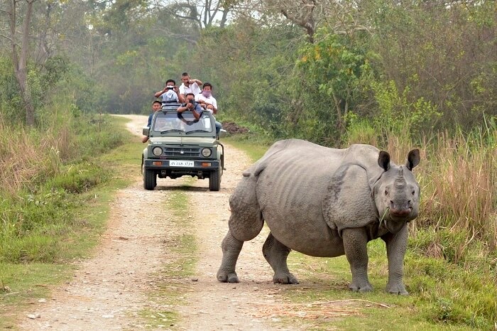 Wildlife in Orang