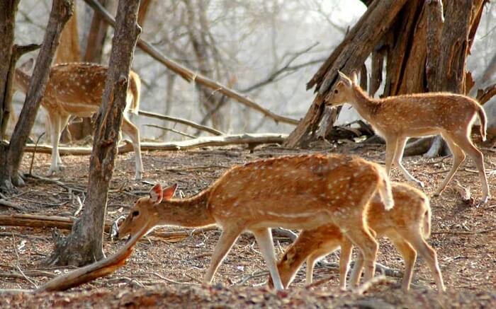 Witnessing wildlife at Mount Abu Wildlife Sanctuary