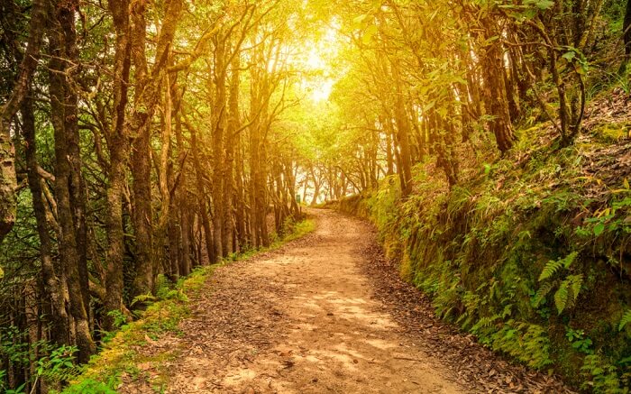 a muddy trail through the jungles of Binsar