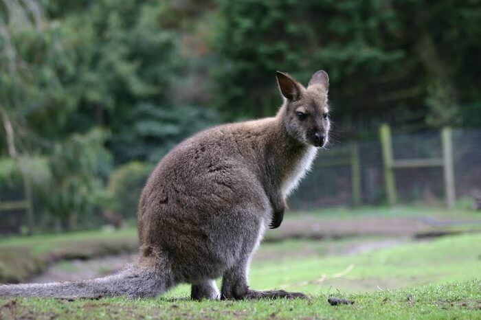 a fat kangaroo