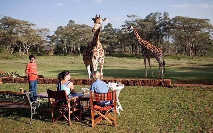 acj-3005-giraaffe-manor-kenya (10)
