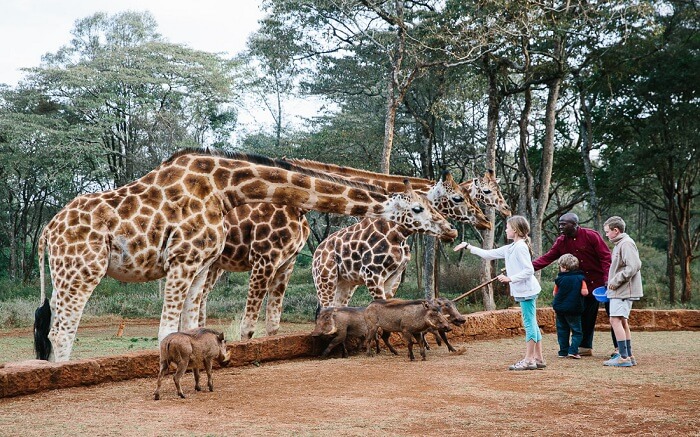 acj-3005-giraaffe-manor-kenya (11)