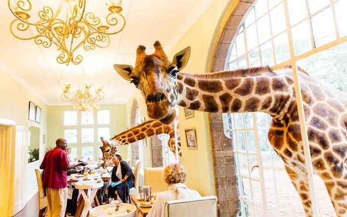 acj-3005-giraaffe-manor-kenya (4)