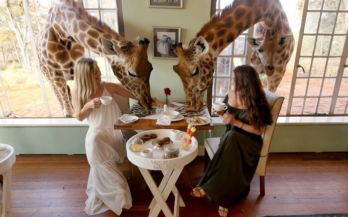 acj-3005-giraaffe-manor-kenya (7)