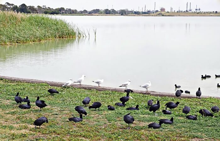 birds-near-a-lake