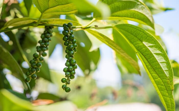 black pepper on tree