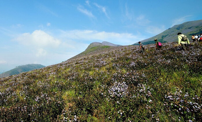view of munnar during kurinji