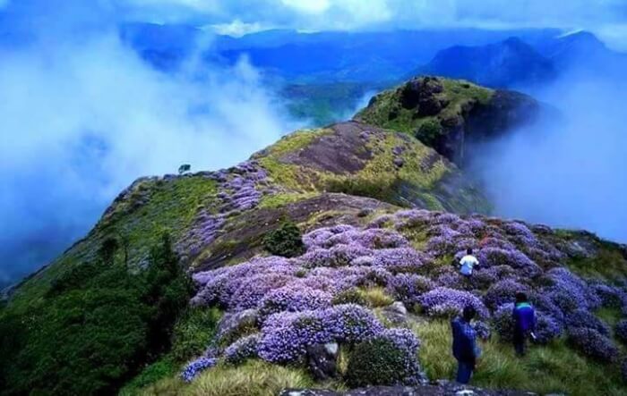 Neelakurinji Flowering Season Just Made A Comeback After 12 Years