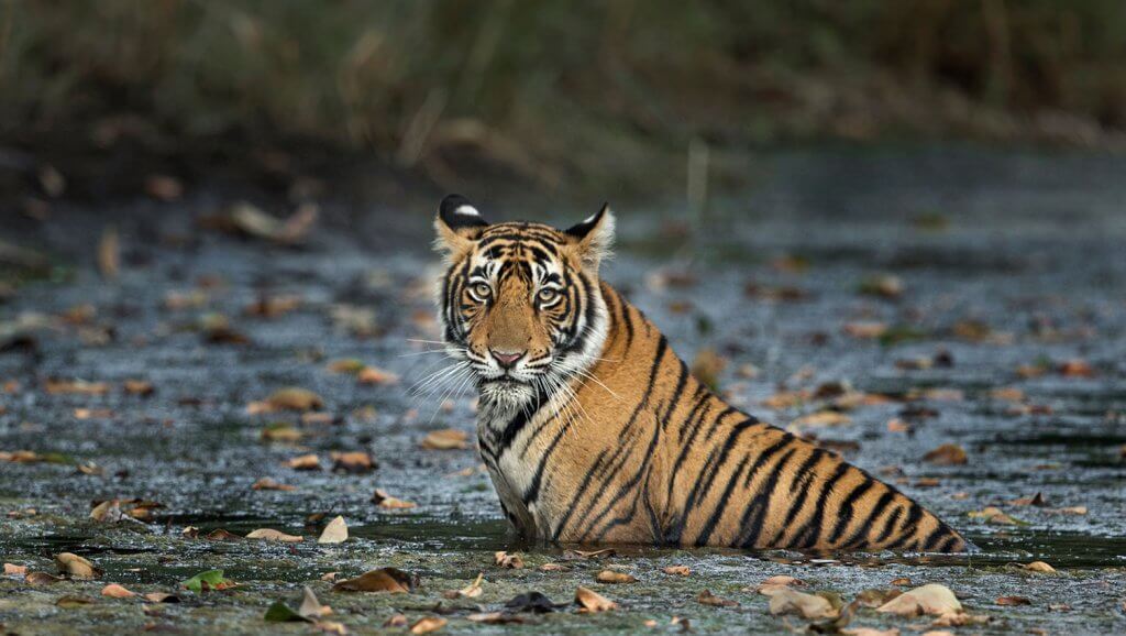 ranthambore tiger