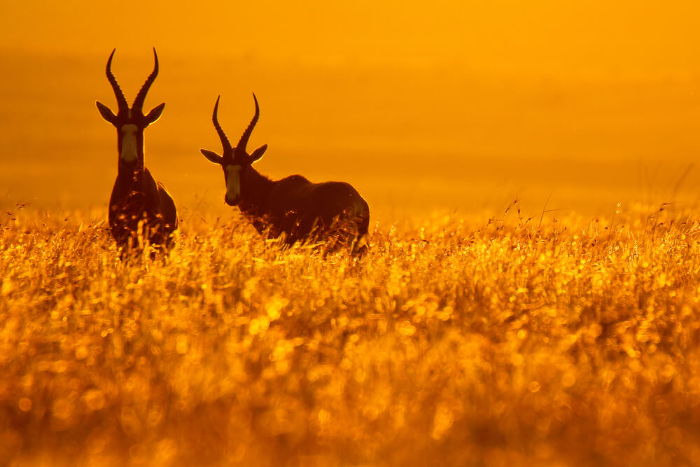 Bontebok National Park
