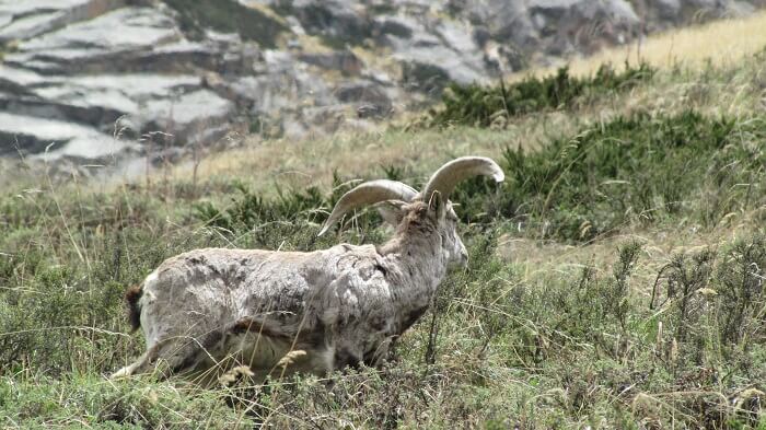 Gangotri National Park