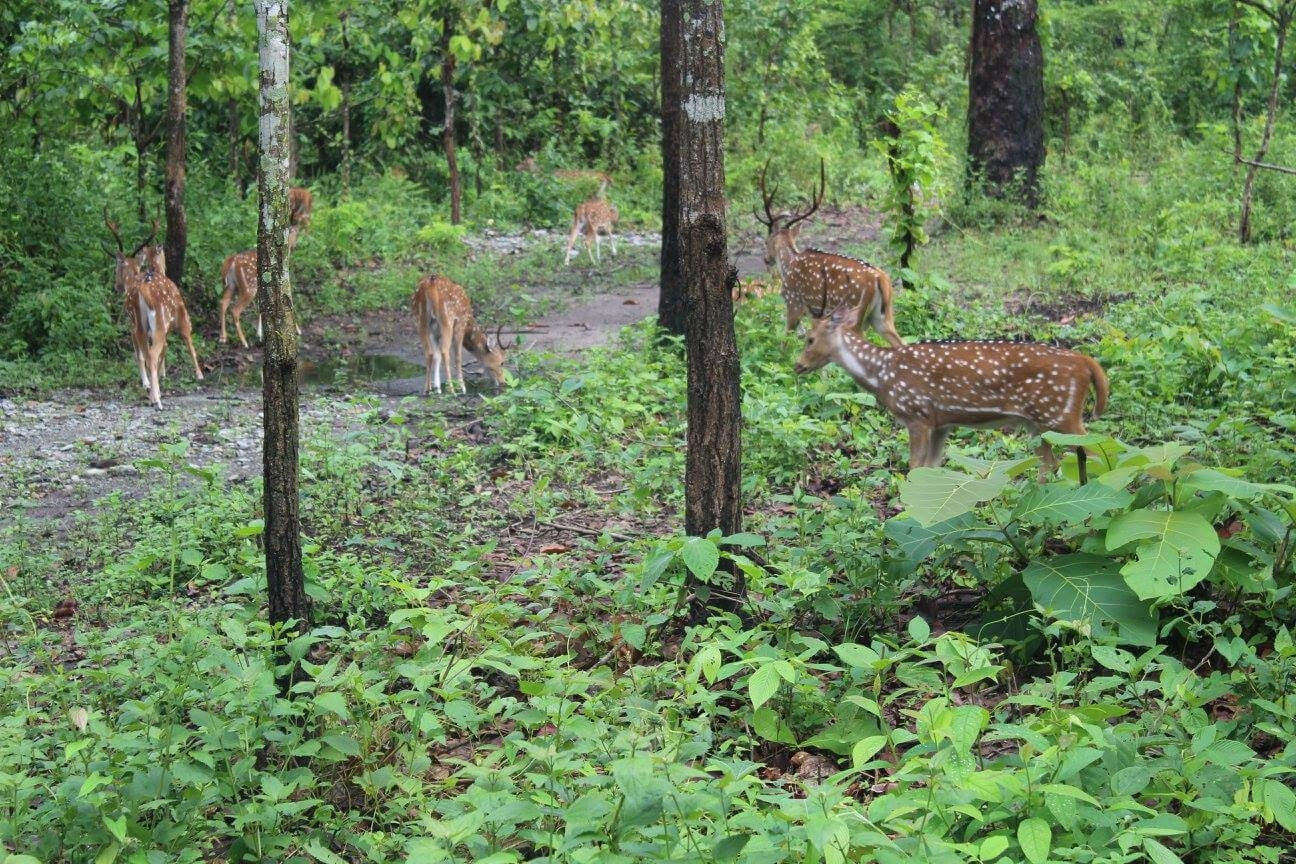 Mahananda Weir Wildlife Sanctuary
