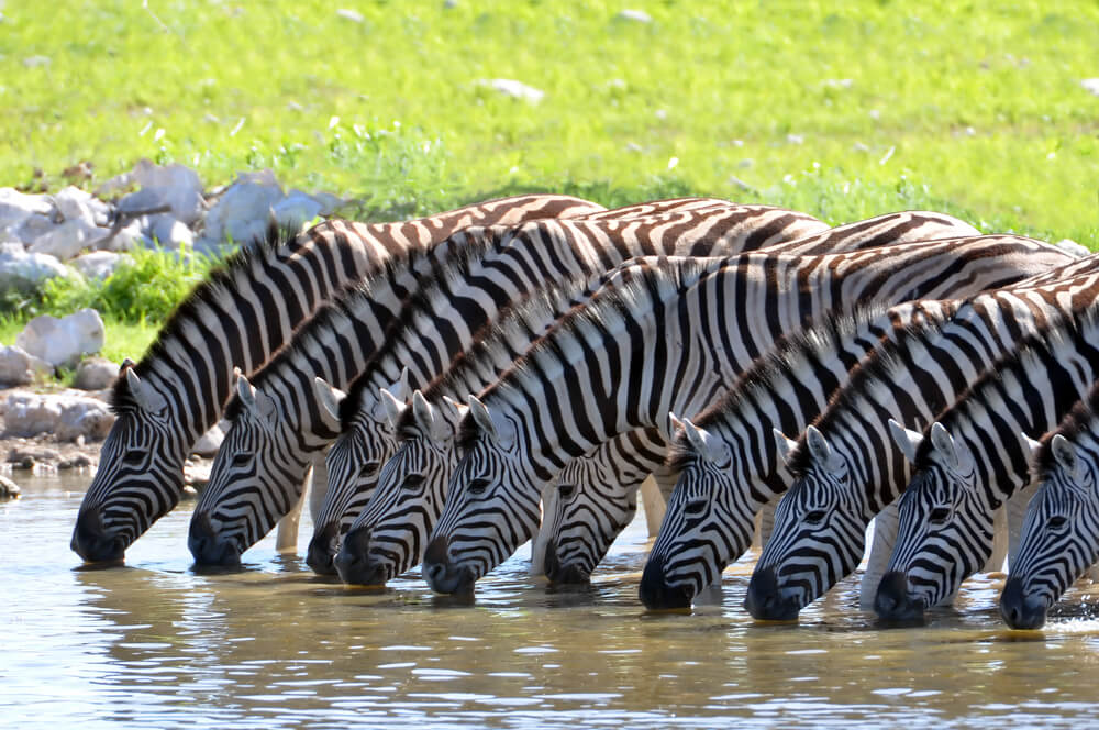 Mountain Zebra National Park