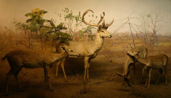 Keibul Lamjao National Park in Imphal