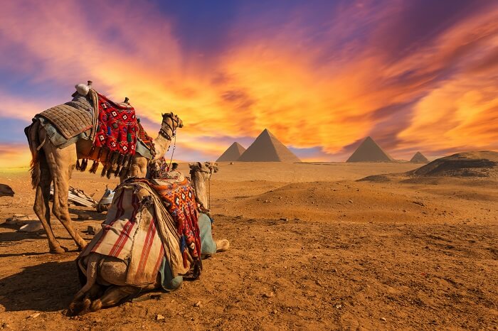 egypt giza sunset pyramids camel