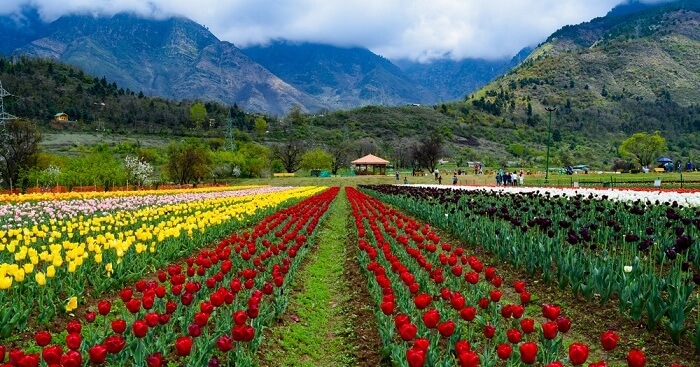 Tulip Garden Srinagar A Paradise One Should Not Miss In