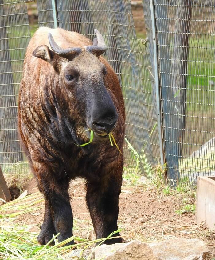 rohit bhutan family trip travelogue animal takin