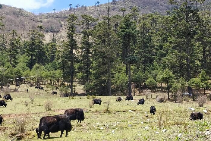 rohit bhutan family trip travelogue yaks on the way