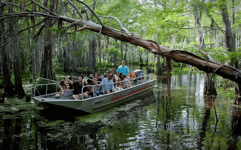 The swamps of New Orleans