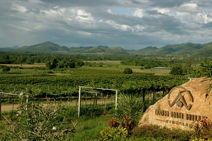 Hua Hin Hills Vineyard