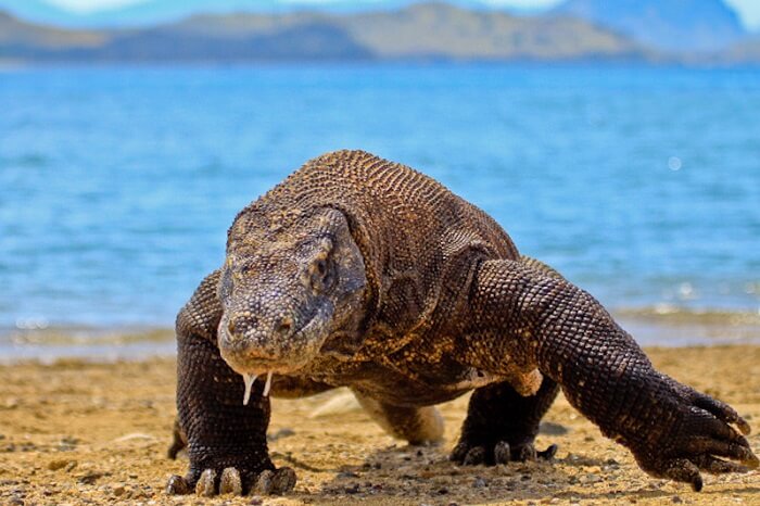 Komodo Dragons