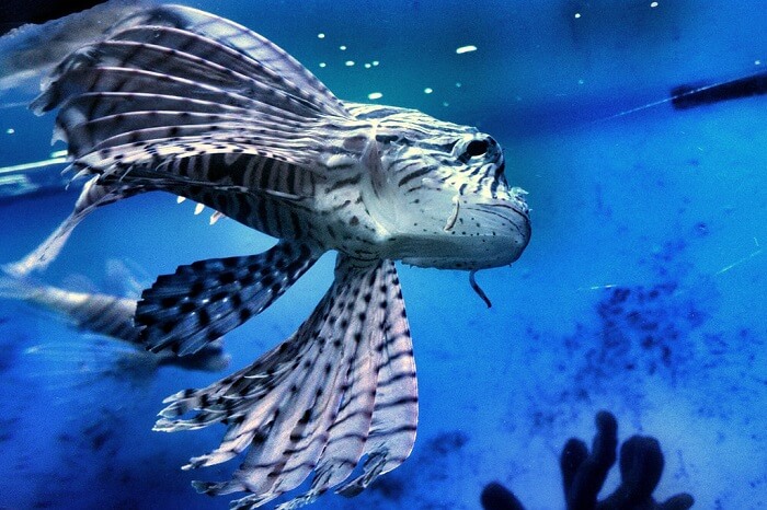 Manila Ocean Park