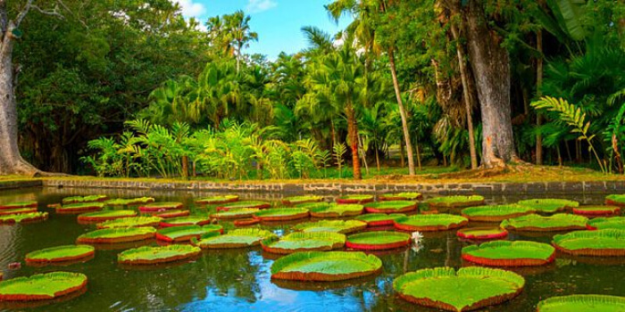 Mauritius National Botanical Garden In Mauritius