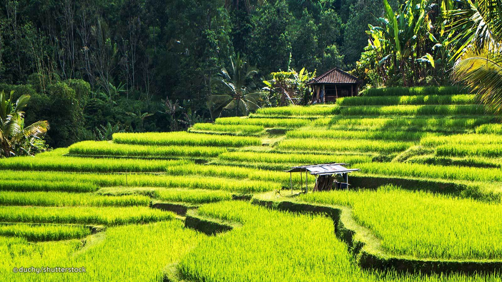 Tegalalang Rice Terrace