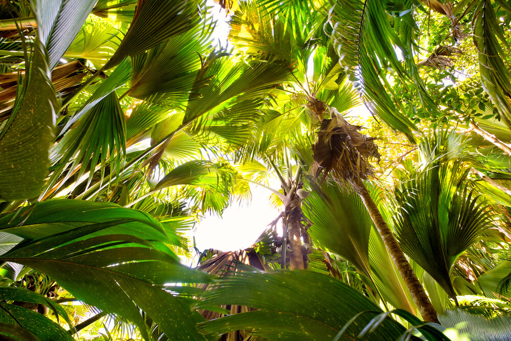 Vallée de Mai Nature park