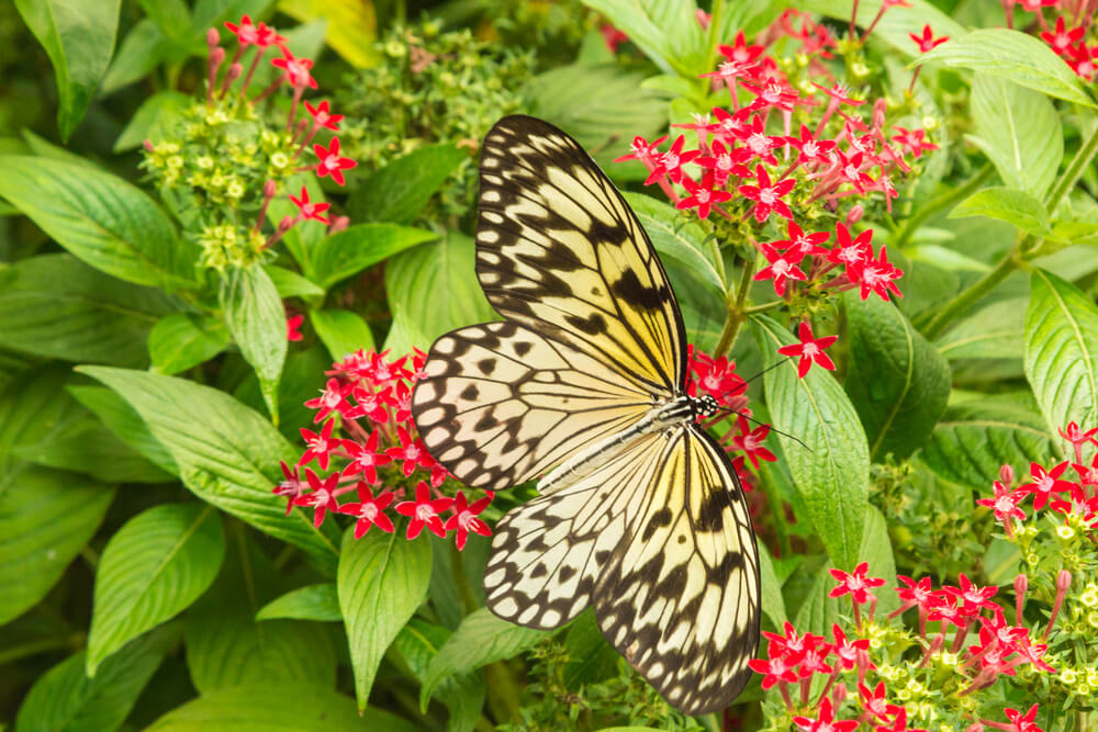 butterfly garden