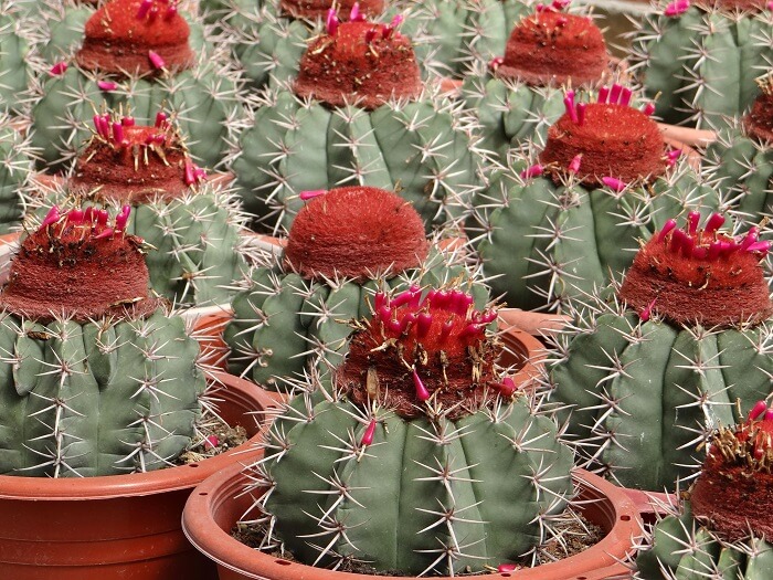 cactus plant