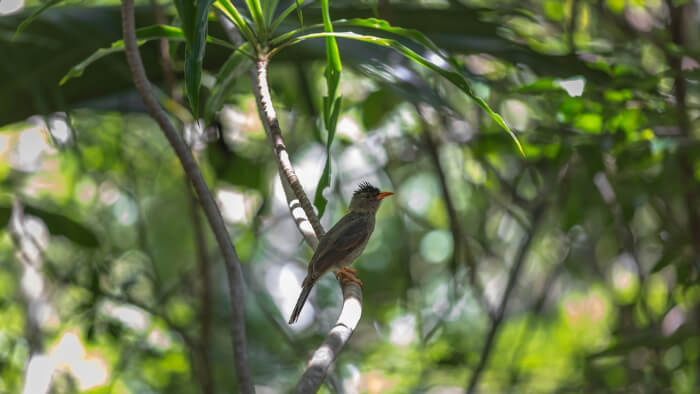 Vallée de Mai Nature Reserve