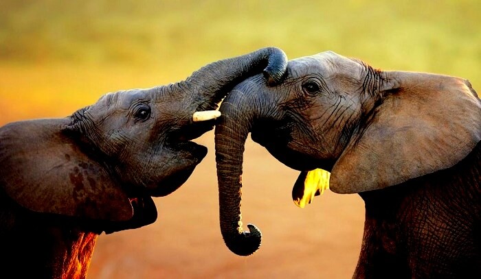 Addo Elephant National Park