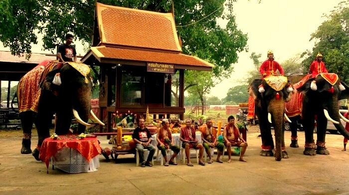 elephant stay