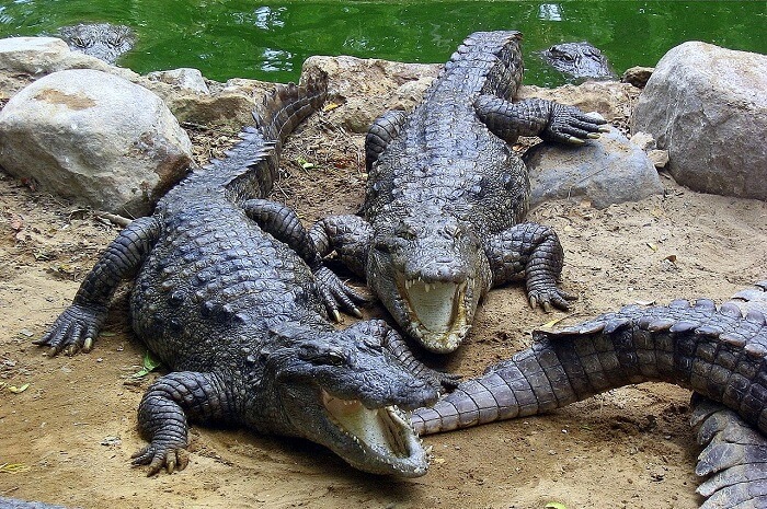 Amo Chhu Crocodile Breeding Centre