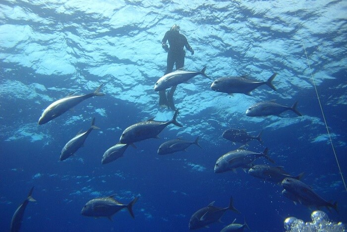 Diving Fish Sea Diver Ocean Water Light Swimming