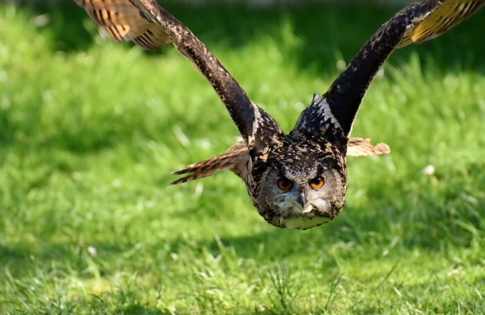 Explore the Highland Wildlife Park