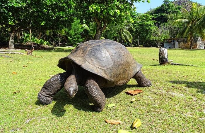 Fauna