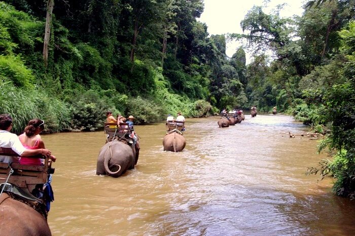 Jungle Trek