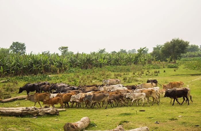 Koshi Tappu Wildlife Reserve