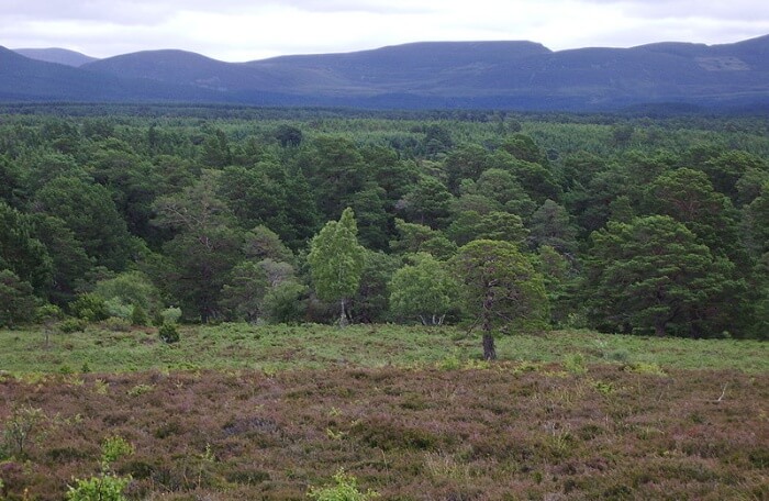 Rothiemurchus Forest