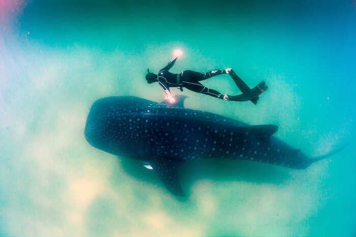 Swim with the sharks