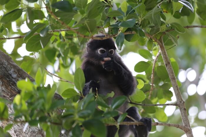 perhentian island jungle trekking
