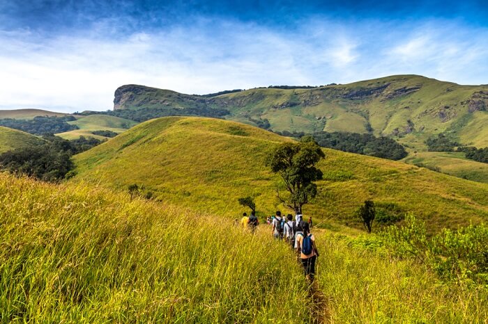walking through lush grasslands