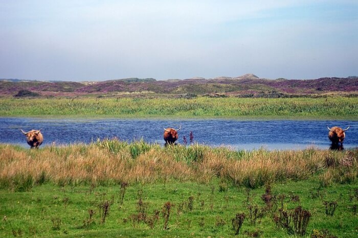Dunes of Texel National Park