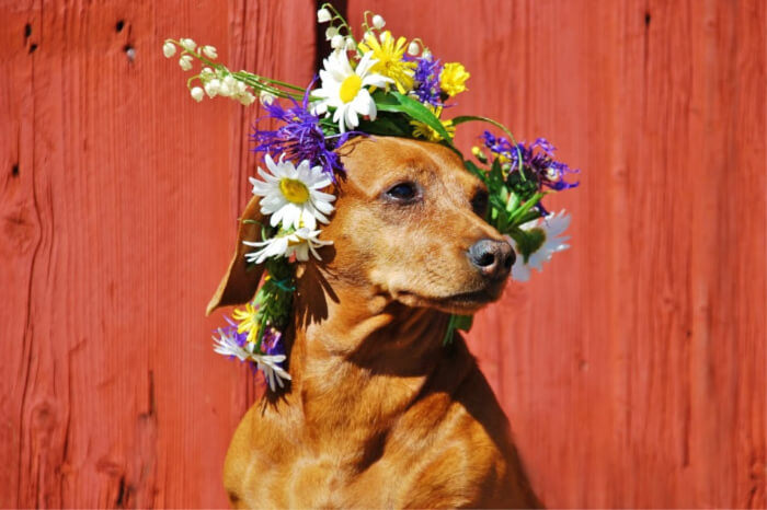 Festivals In Sweden