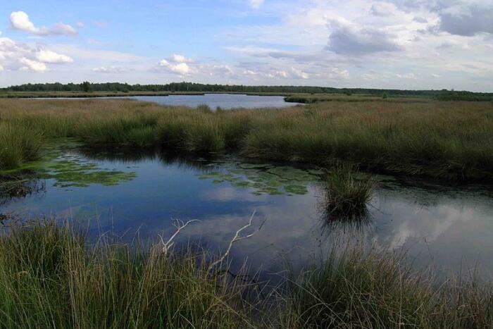 Groote Peel National Park