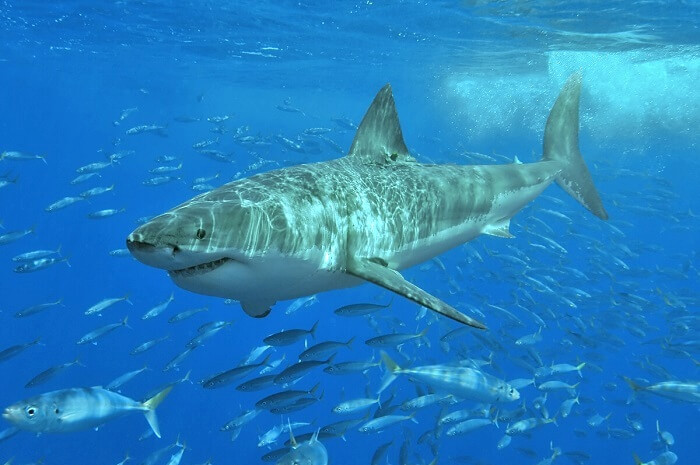 White Shark