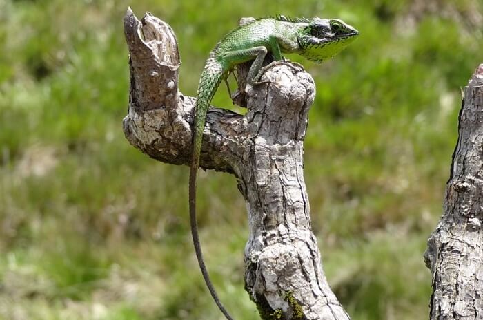 Wildlife Sighting