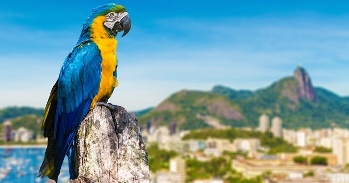 Brazil Wildlife: Guide For The Land Of Much Celebrated Fauna